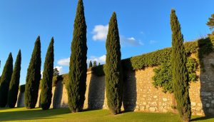 découvrez comment choisir la distance idéale entre vos cyprès et le mur pour garantir une croissance optimale et une esthétique harmonieuse. conseils pratiques et astuces de plantation.